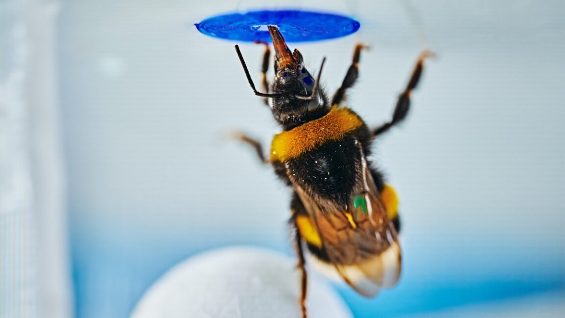 Source-feed image associated with Bumblebees can spontaneously solve problems, study finds