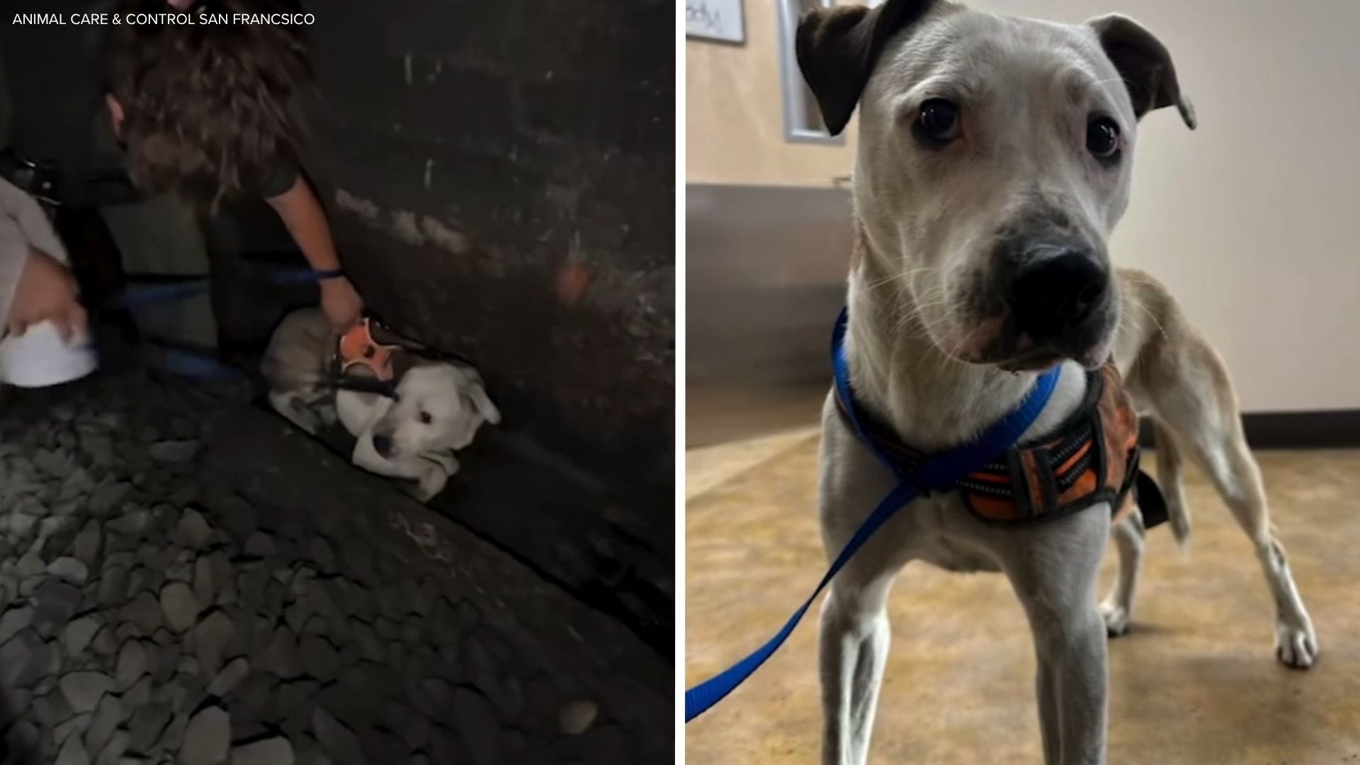 Source-feed image associated with Runaway dog rescued after spending 2 days in SF Caltrain tunnel