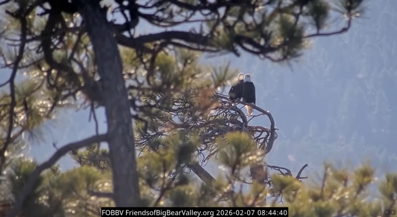 Source-feed image associated with Fundraiser to buy land near Big Bear’s famous bald eagle nest surpasses goal