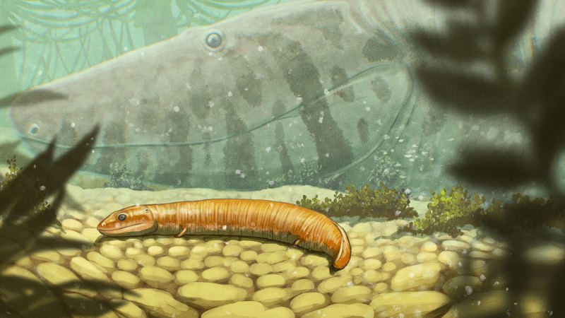 Source-feed image associated with A textbook assumption about early land vertebrates may be wrong