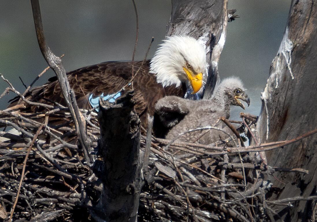 Source-feed image associated with Two bald eagles seen taking it easy in L.A. County park