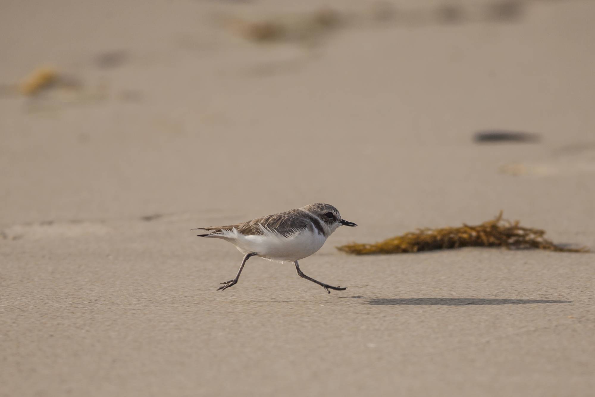 Source-feed image associated with Western Snowy Plover Population Passes Milestone