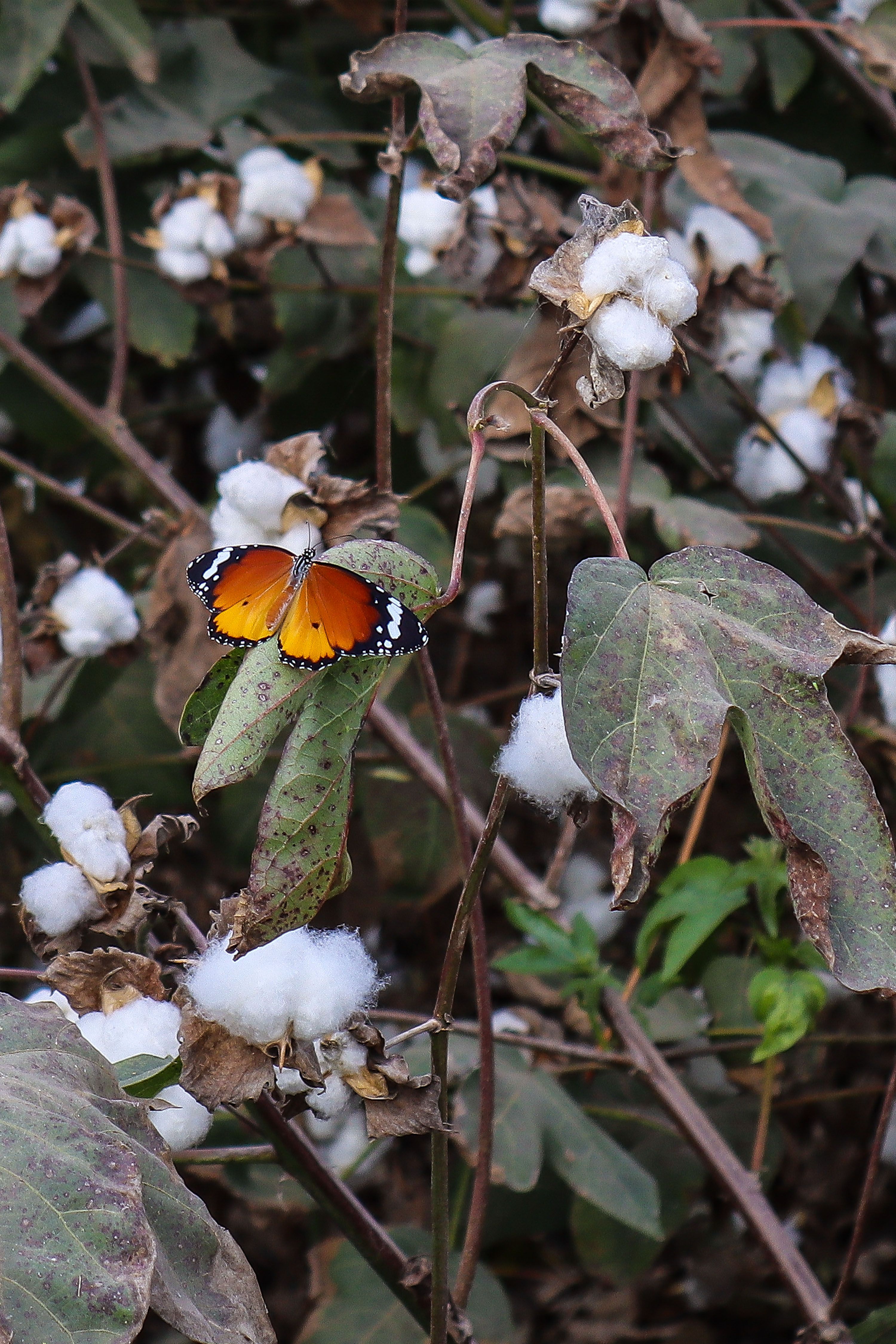 Source-feed image associated with What Would It Take to Future-Proof Egyptian Cotton?