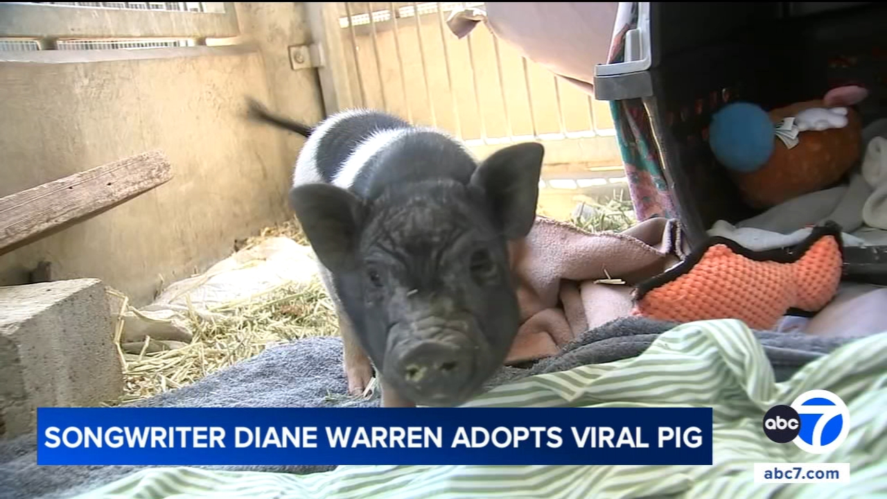 Source-feed image associated with Grammy-winning songwriter Diane Warren adopts Wilbur the pig after viral West Hollywood video