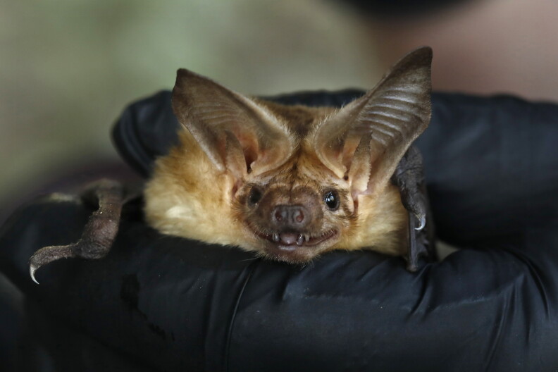 Image from linked report: LA County says they’ve already found 69 bats with rabies. How to protect yourself and pets