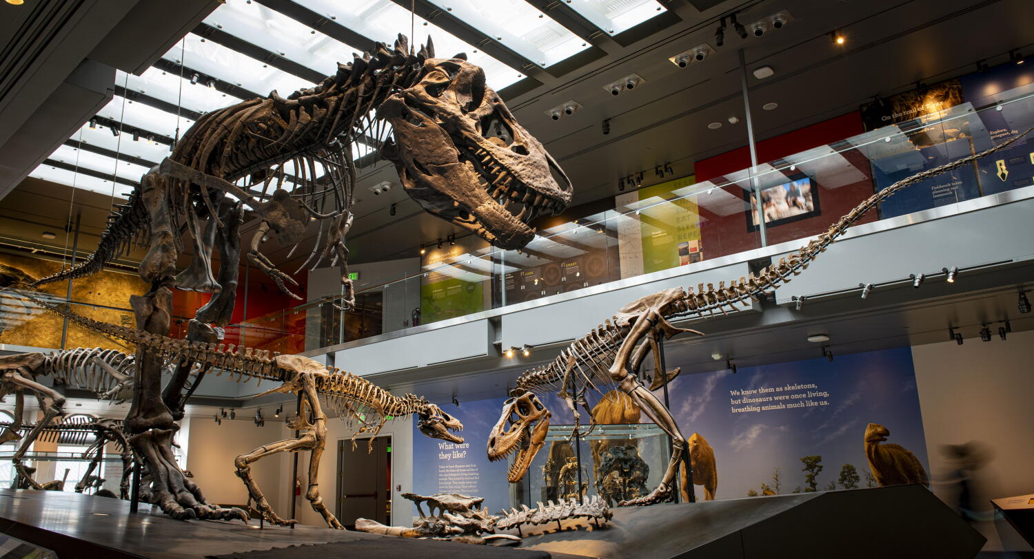 Source-feed image associated with New evidence shows that you are only slightly hotter than a T. rex