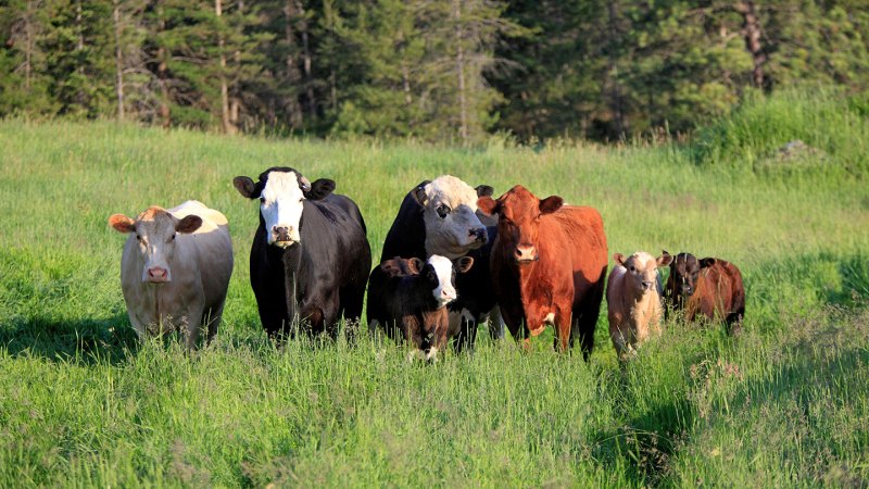 Source-feed image associated with Scientists say Beefalo are all beef, no -alo. Breeders disagree