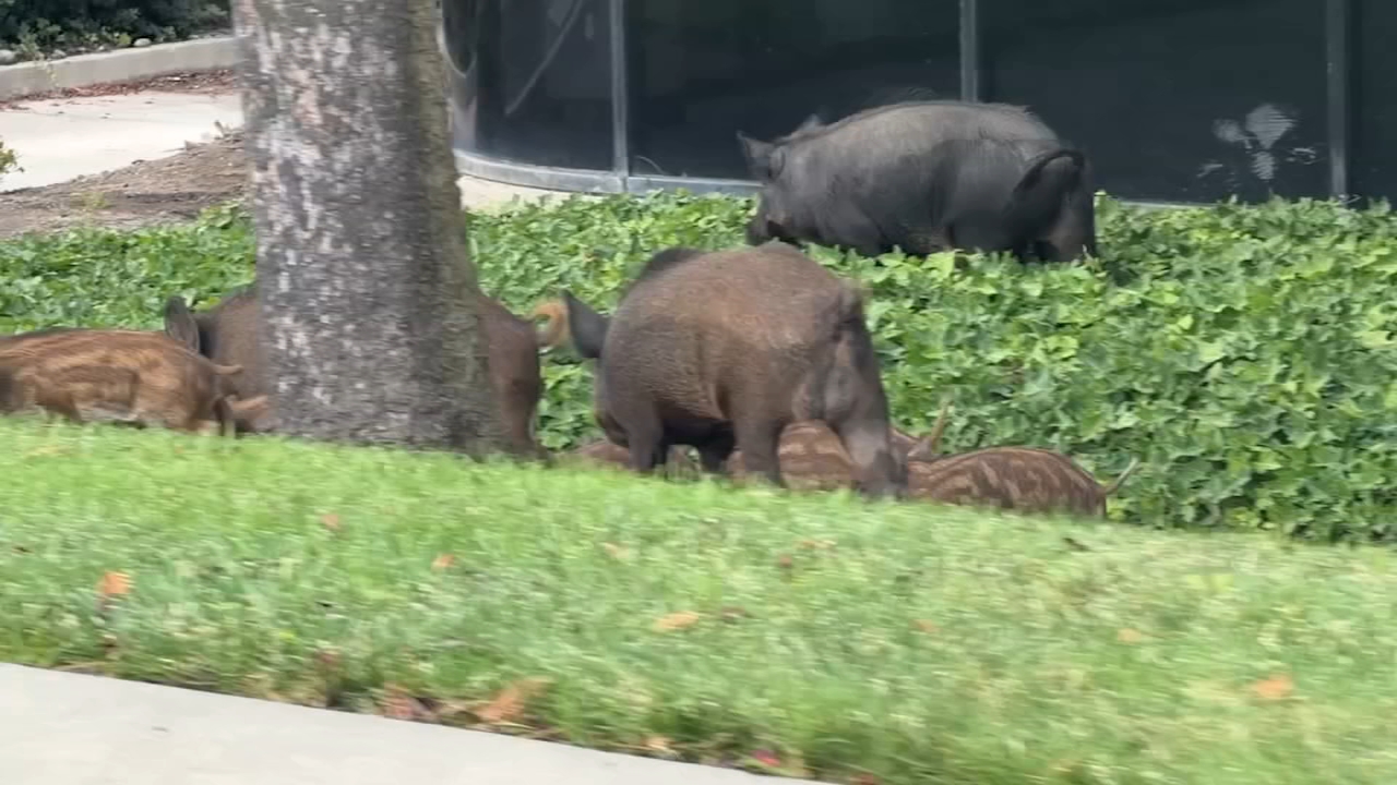 Source-feed image associated with Pigs gone wild: Boars seen tearing up landscaping in San Jose