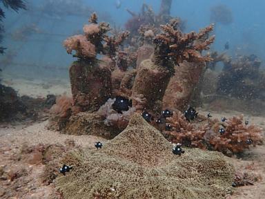 Source-feed image associated with African and Commonwealth nations in Kenya urge quick execution of a key treaty protecting oceans