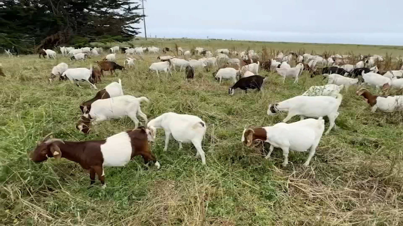 Source-feed image associated with 600 goats graze Poplar Beach in Halfmoon Bay to reduce wildfire risk