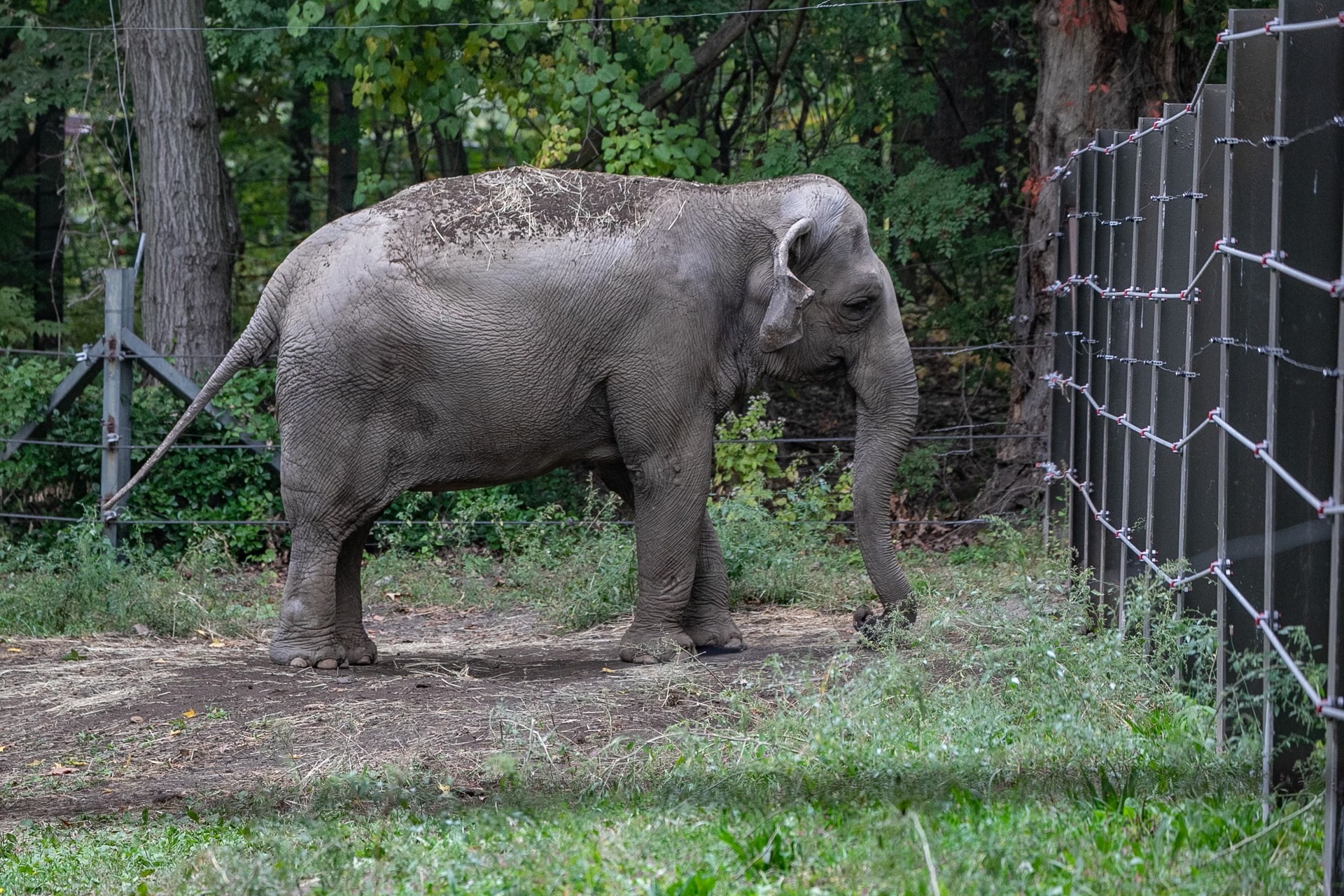 Source-feed image associated with Filmmaker Penny Lane Sets Documentary on Bronx Zoo Elephant, ‘Happy’ (EXCLUSIVE)