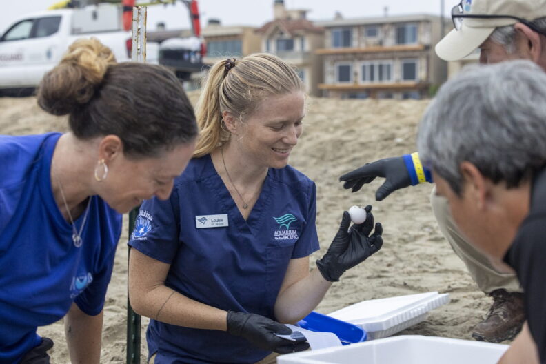 Image from linked report: Rare sea turtles laid eggs here only to have them threatened by hurricane-charged waves