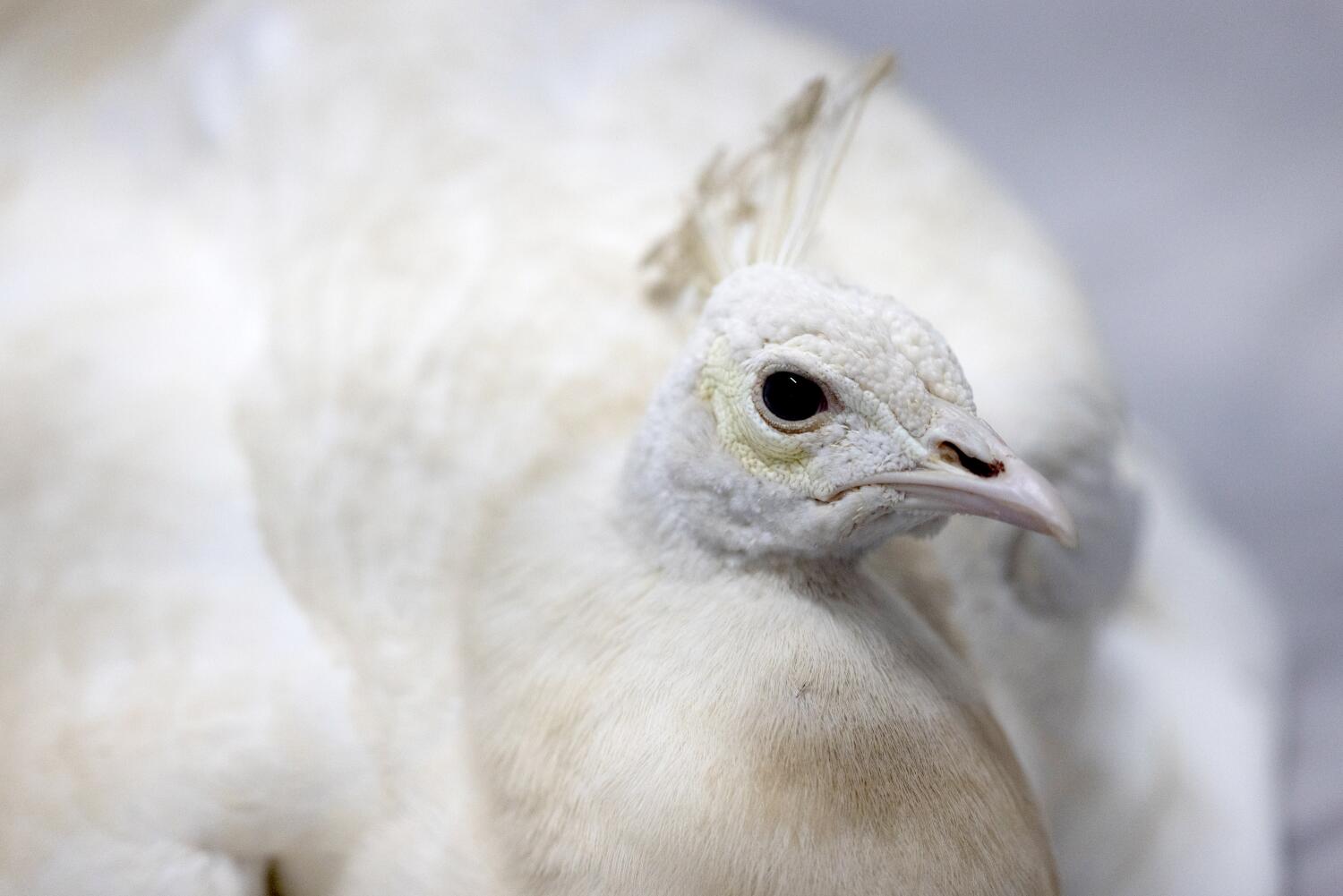Source-feed image associated with Pasadena peacock beaten by postal worker, video shows; neighbors outraged