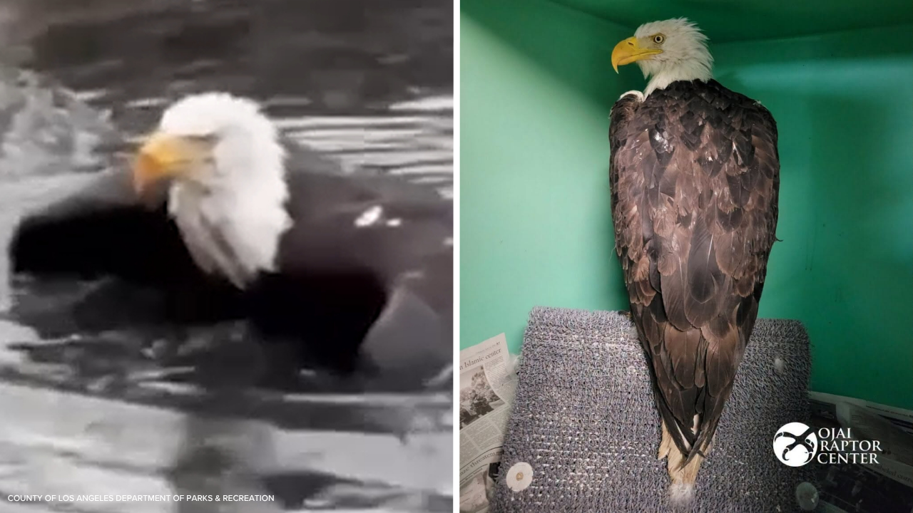Source-feed image associated with Bald eagle Jackie 'underweight but alert' after rescue near Big Bear nest