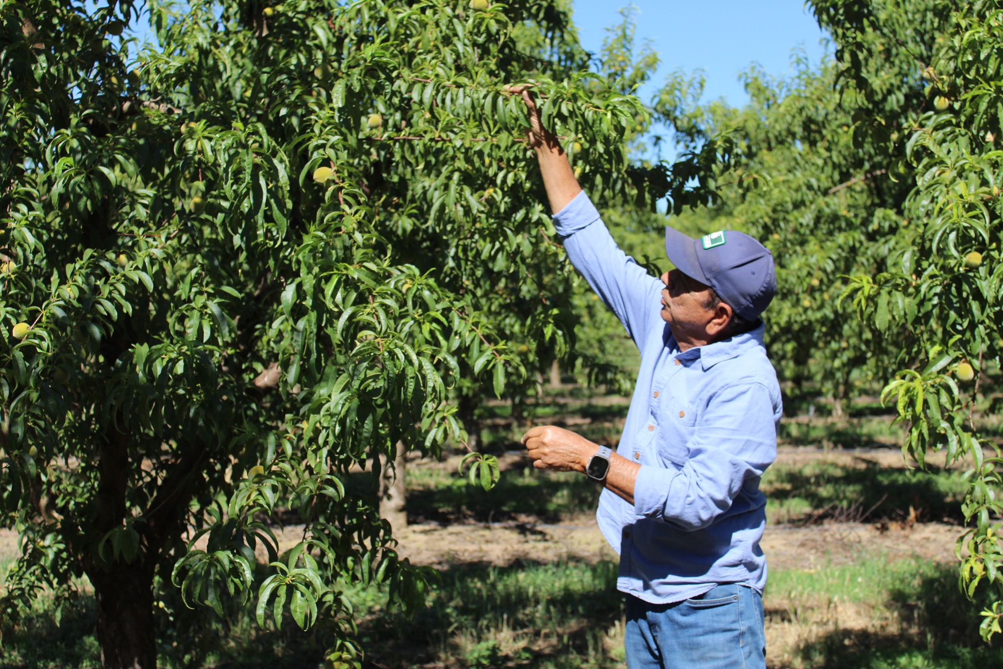 Source-feed image associated with Peach Farmers Forced to Adjust After Major Buyer Enters Bankruptcy