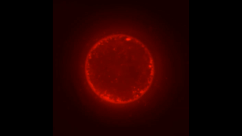 Source-feed image associated with No, SpudCells aren’t alive. But they’re a step toward the first synthetic life