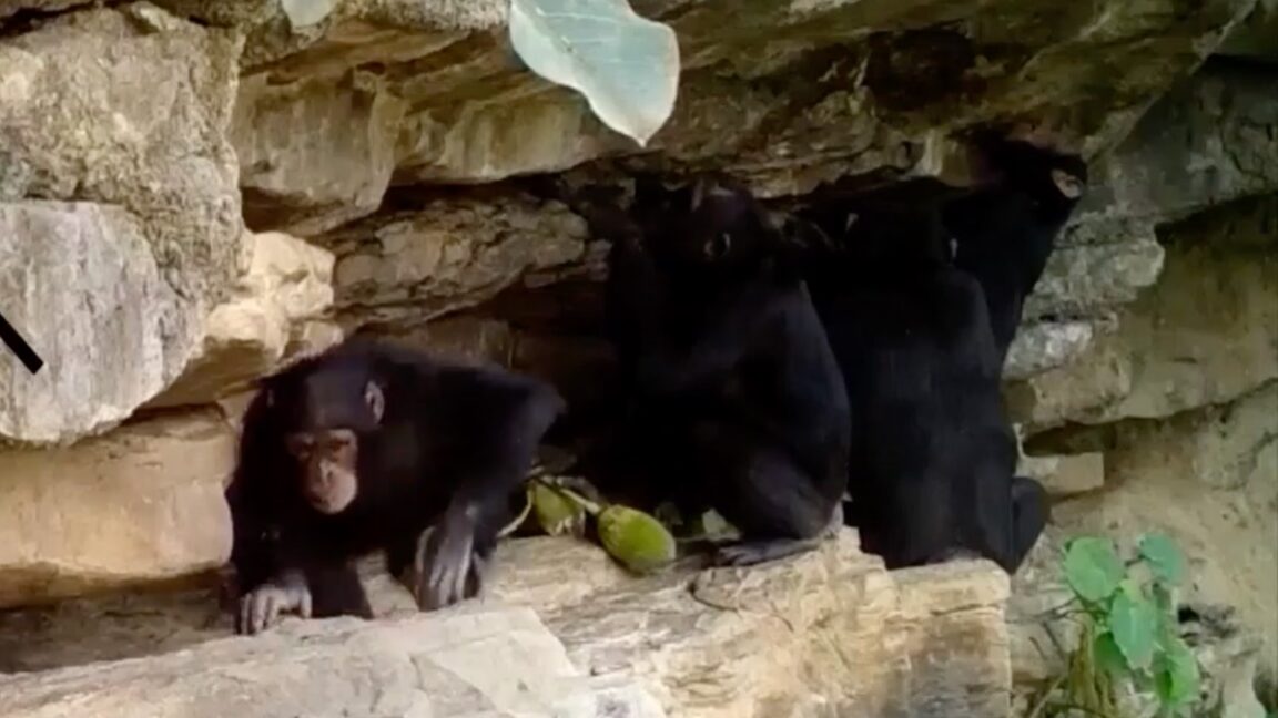 Source-feed image associated with How chimps teach their kids tool tricks