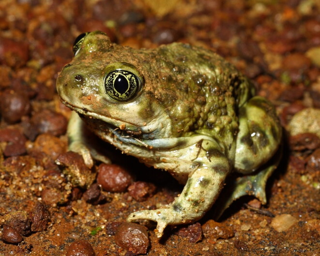 Source-feed image associated with This tiny SoCal amphibian is one step closer to getting permanent state protections