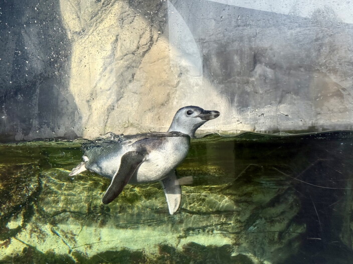 Source-feed image associated with For first time in 8 years, baby penguin debuts at Aquarium of the Pacific in Long Beach