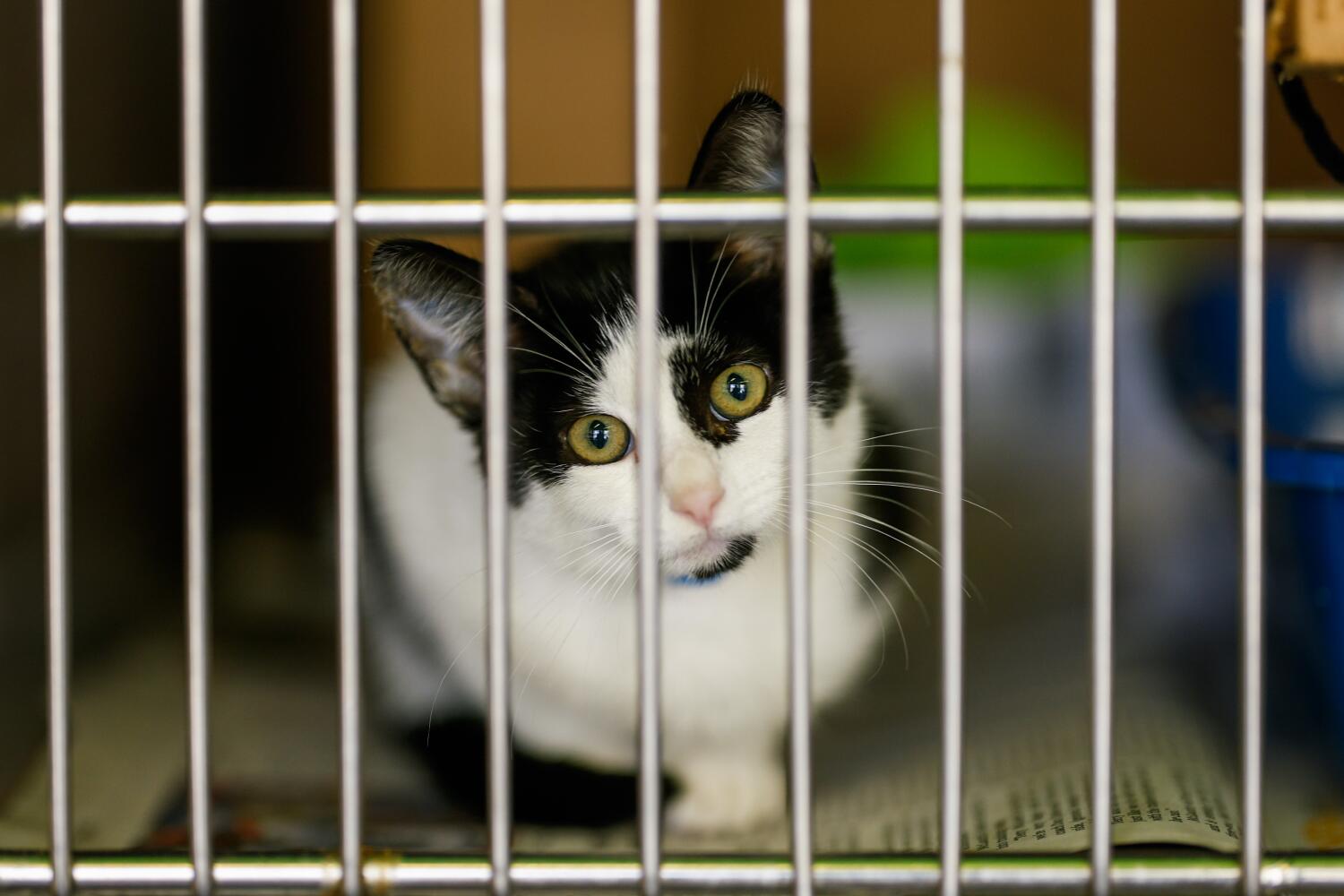 Source-feed image associated with Euthanasia rates of cats and kittens are on the rise at L.A. city animal shelters