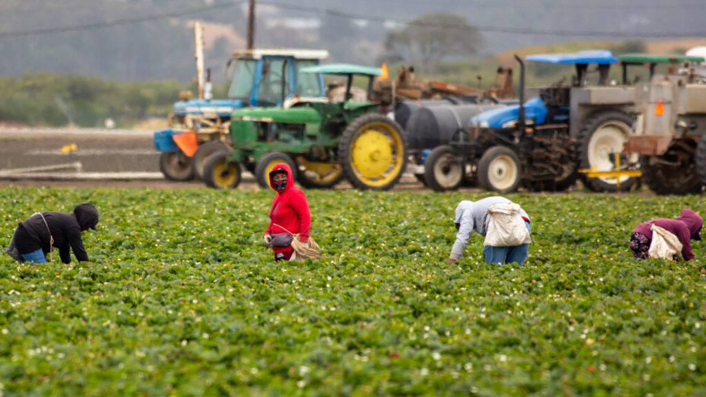 Source-feed image associated with Fieldworker turned business owner: Dulce Organic Farms