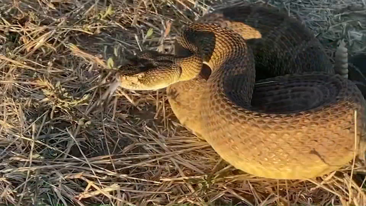 Source-feed image associated with California seeing spike in rattlesnake bites, 3 deaths reported so far in 2026
