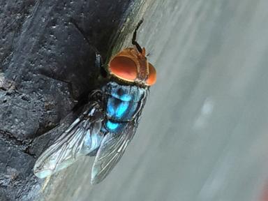 Source-feed image associated with Two more Texas screwworm infections found in animals far apart, USDA says