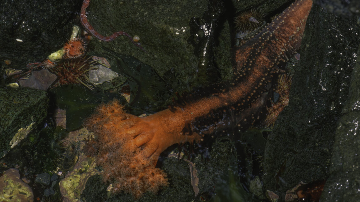 Source-feed image associated with Severed sea cucumber appendages don't seem to die