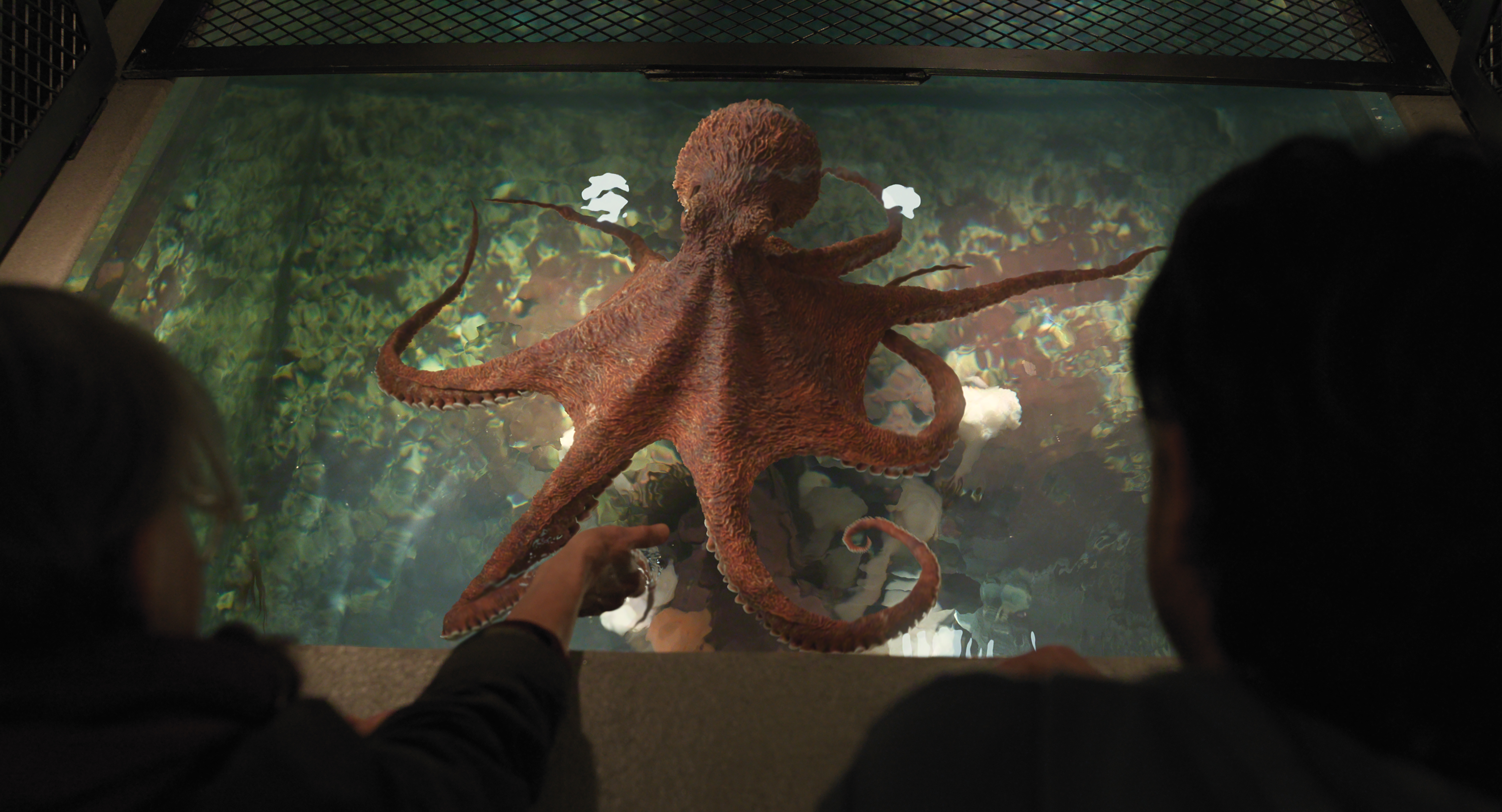 Source-feed image associated with ‘Remarkably Bright Creatures’: How the CG Design and Movements Were Inspired by a Real-Life Octopus at Vancouver Aquarium