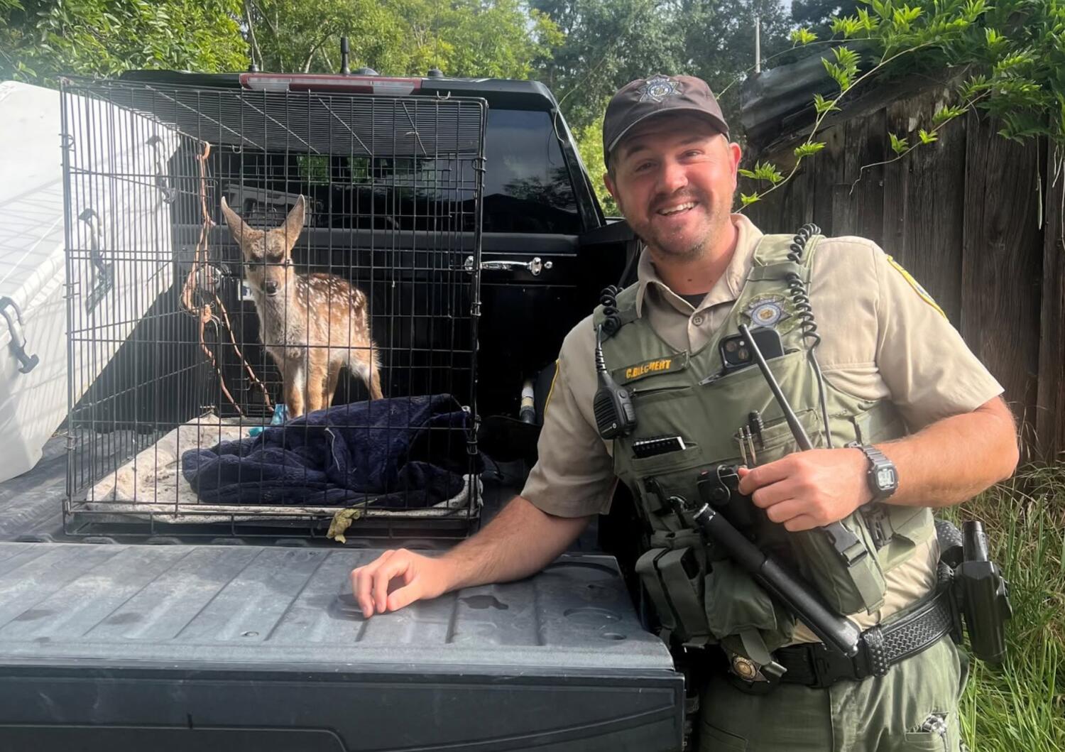 Source-feed image associated with Wild deer captured and kept in a dog crate for weeks. A Bay Area resident is cited