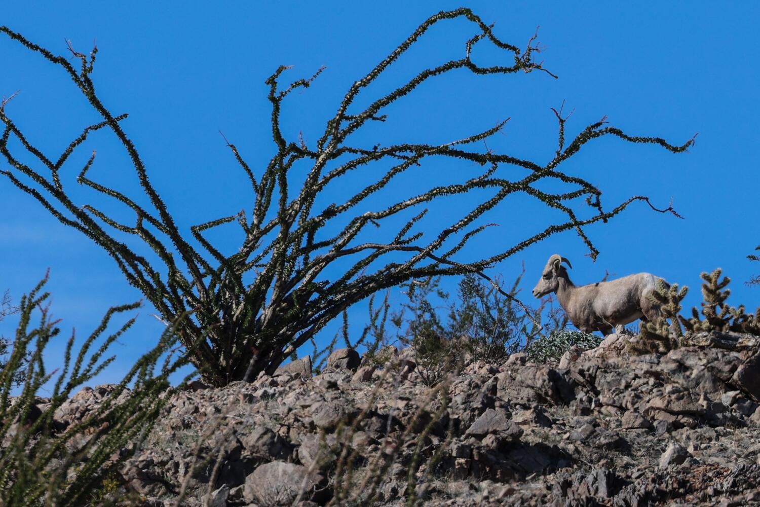 Source-feed image associated with Endangered sheep dies after getting entangled in razor wire at the border, biologist says