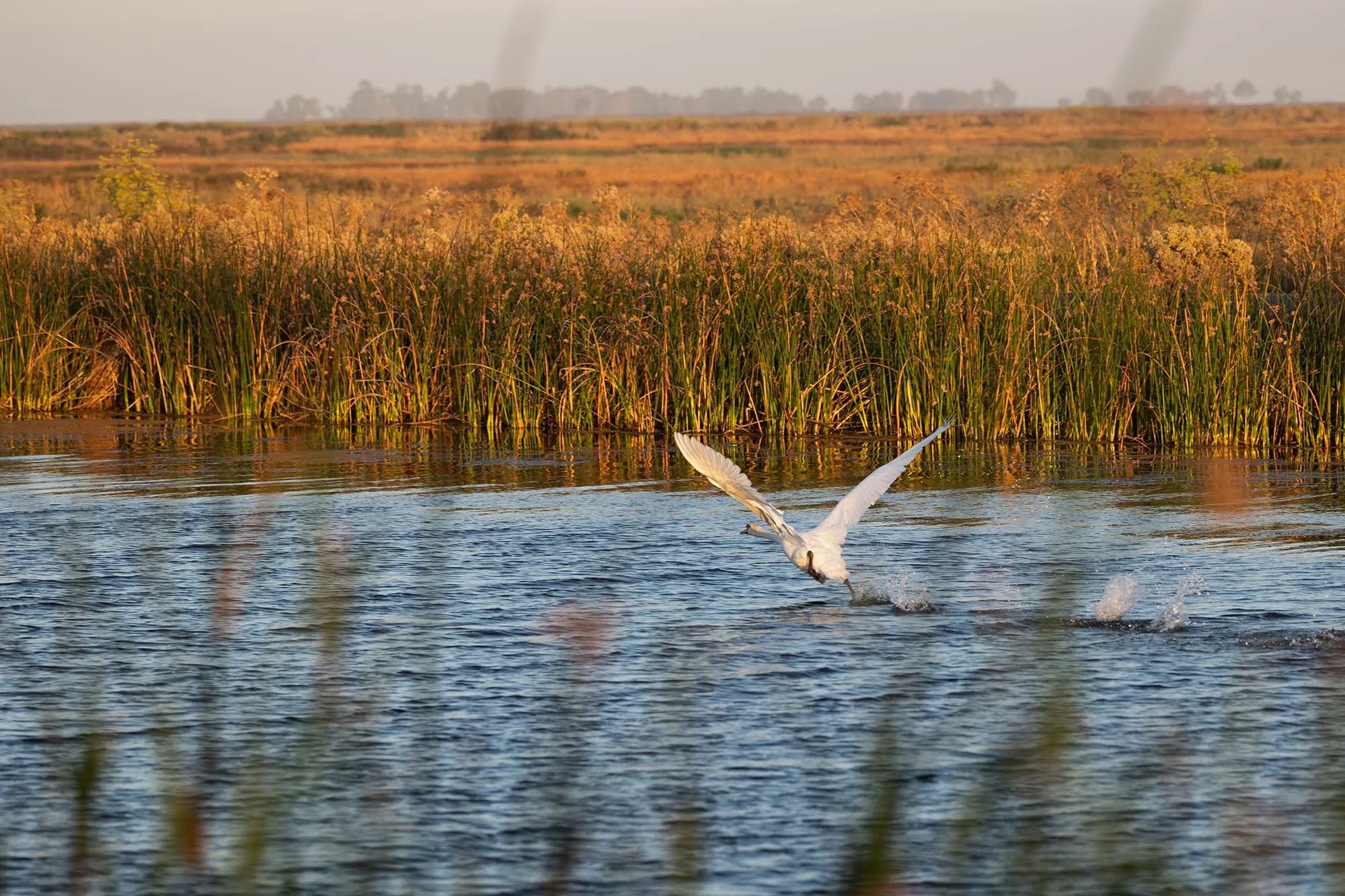 Source-feed image associated with Controversial Swan Hunt Appears to Work: California’s Mute Swan Population Drops