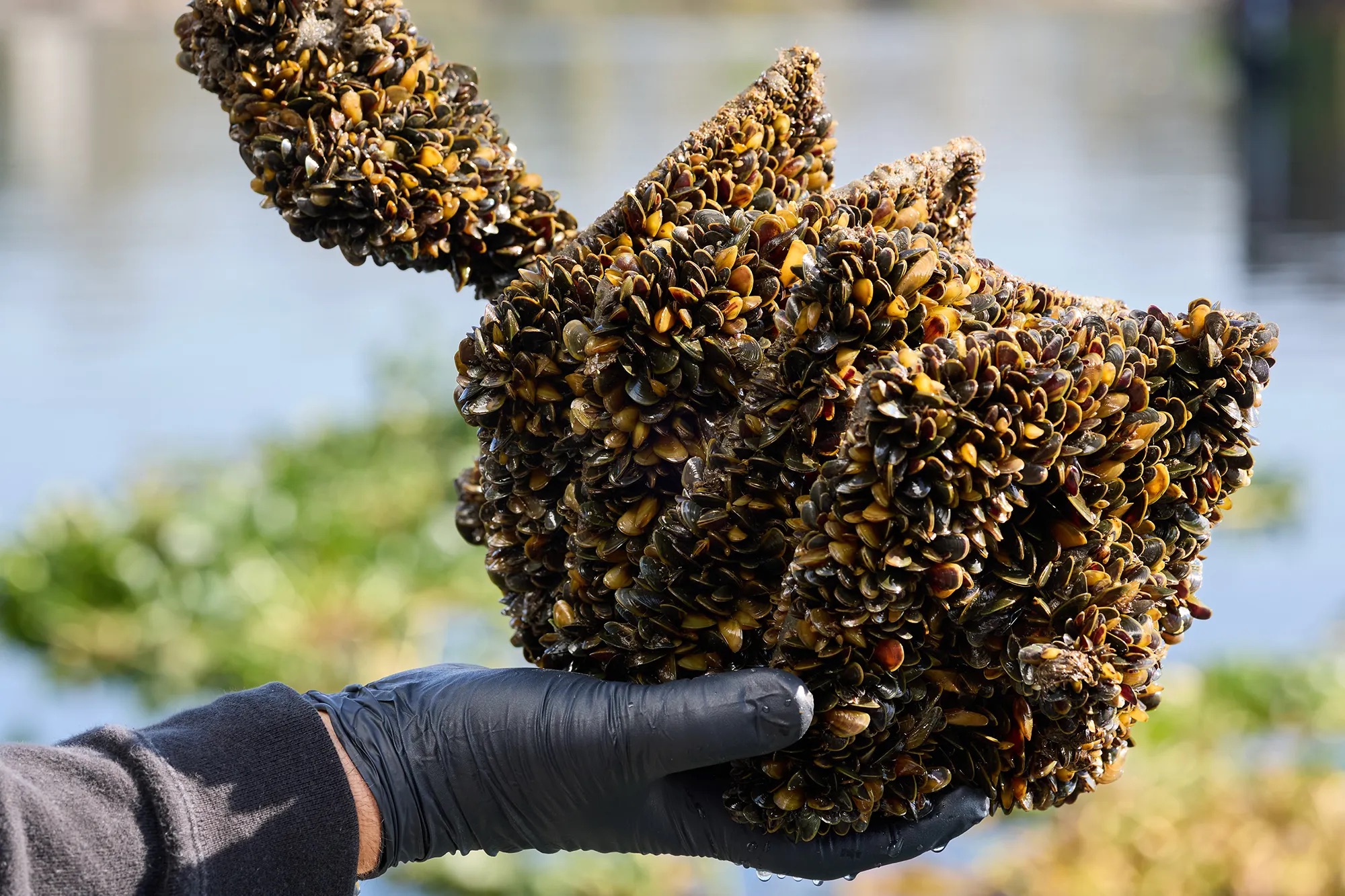 Source-feed image associated with California Scales Back Golden Mussel Safeguards at Vital Reservoir, Alarming Experts