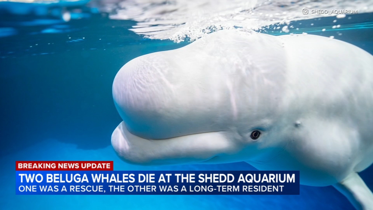 Source-feed image associated with 2 more beluga whales die at Chicago's Shedd Aquarium