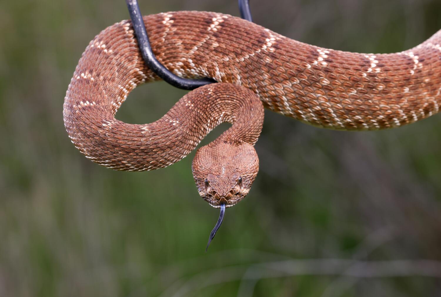 Source-feed image associated with Urgent search after hiker deep in Angeles National Forest is bitten by rattlesnake