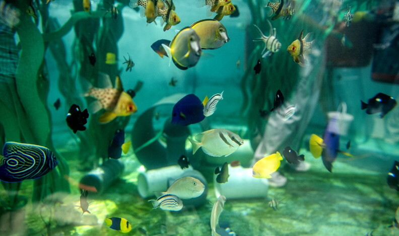 Source-feed image associated with Aquarium of the Pacific scrambled to save hundreds of sea creatures after massive smuggling busts