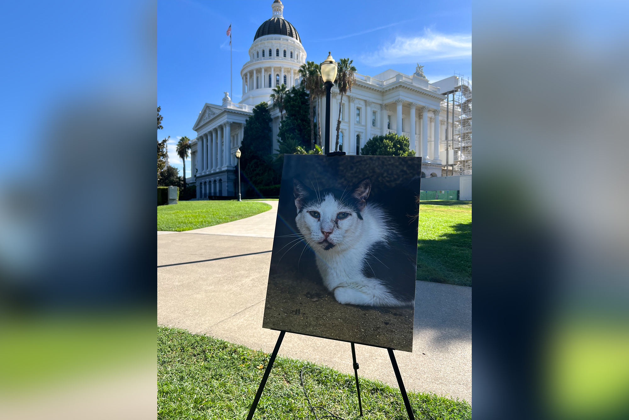 Source-feed image associated with Advocates Divided on How to Fix California’s Strained Animal Rescue System