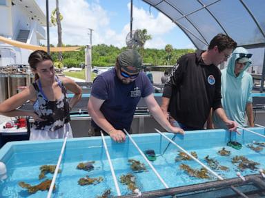 Source-feed image associated with Florida researchers bring endangered elkhorn coral ashore to protect them