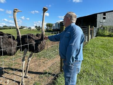Source-feed image associated with Kentucky man with a meat allergy was craving a burger. So he got into ostrich farming