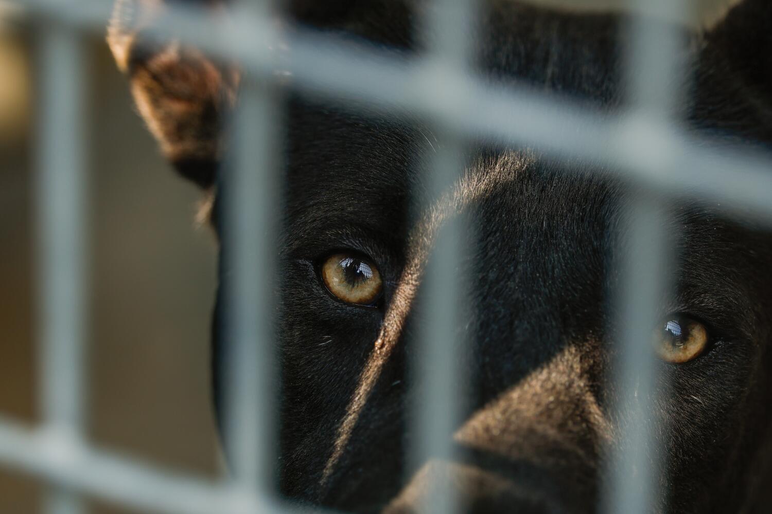 Source-feed image associated with Animals seized in cruelty cases can be stuck in shelters for months. New bill aims to change that