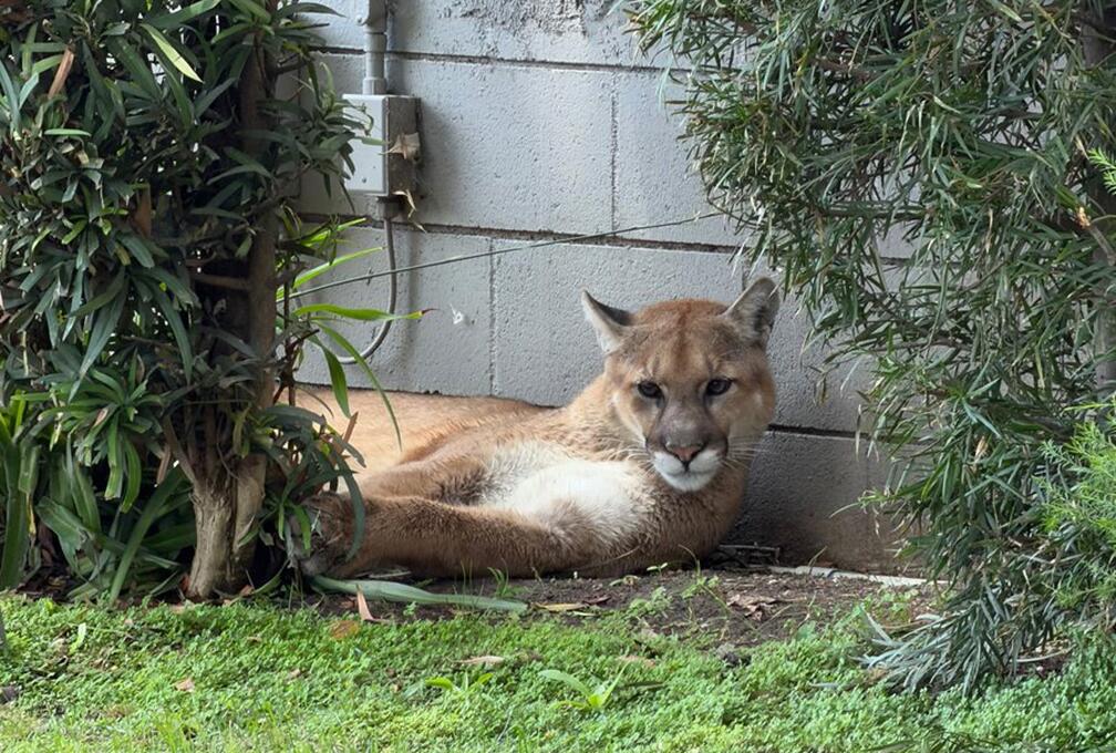 Source-feed image associated with Mountain lion found lounging in Pasadena captured by wildlife officials