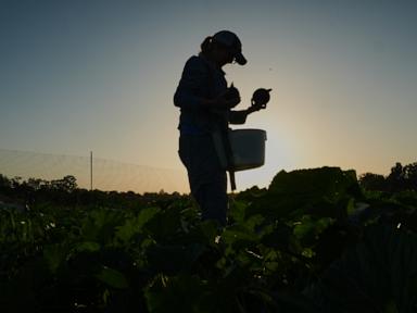 Source-feed image associated with Specialty farmers adapt harvests, protect crops in face of extreme heat
