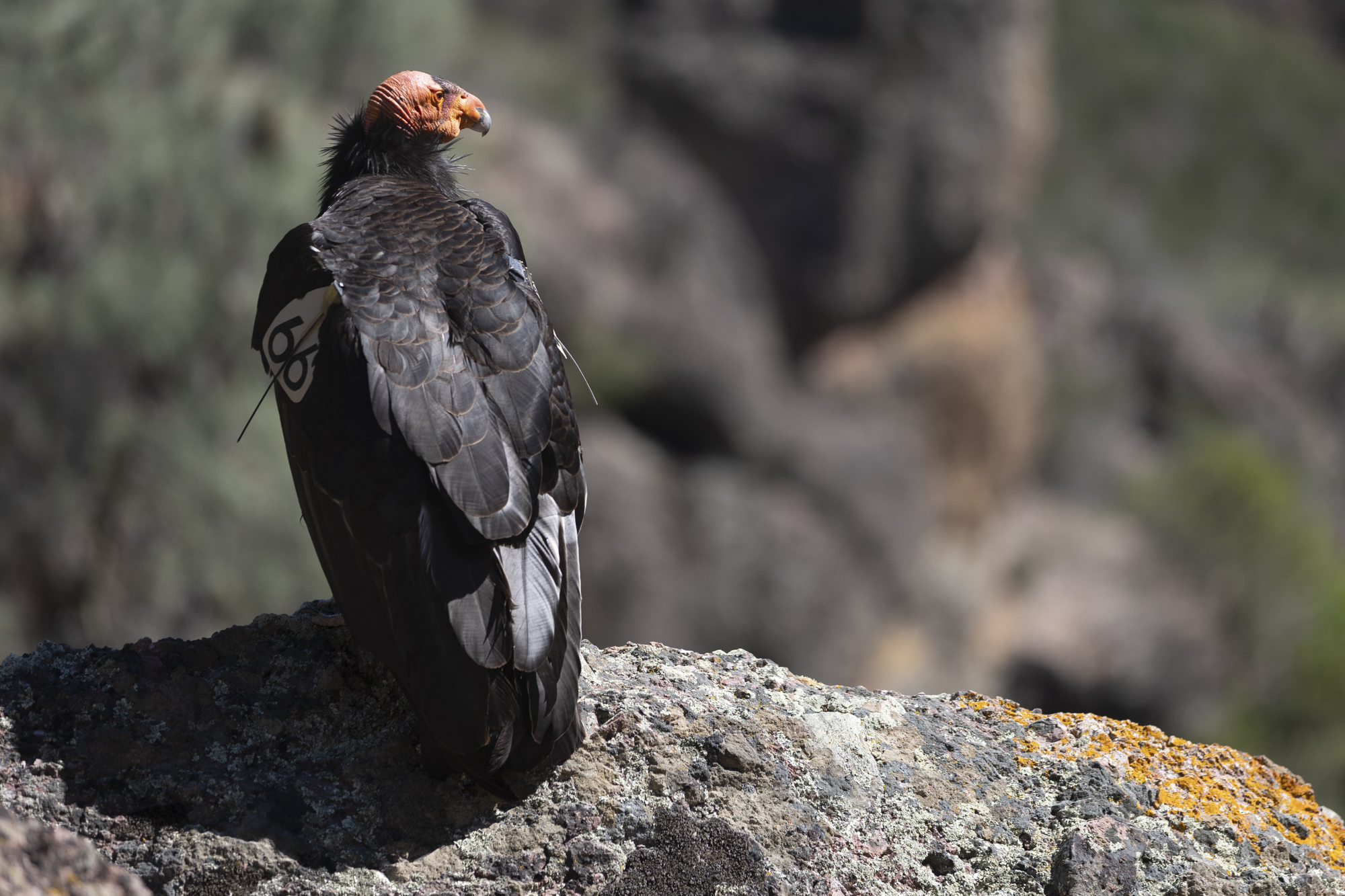 Source-feed image associated with El Cóndor Pasa: Endangered Birds Trapped by Big Sur Timber Fire Back in Wild