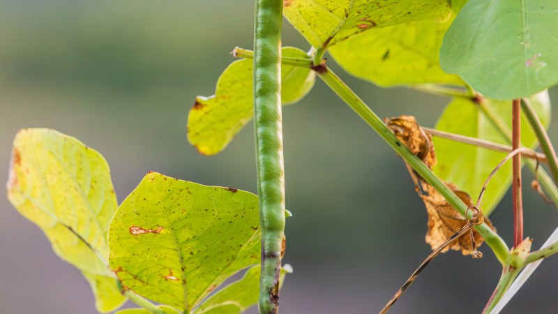 Source-feed image associated with Plants under attack leave behind a surprising call for backup