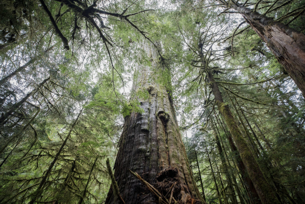 Source-feed image associated with British Columbia is logging its last old-growth forests. Protesters are sleeping in the road to stop it