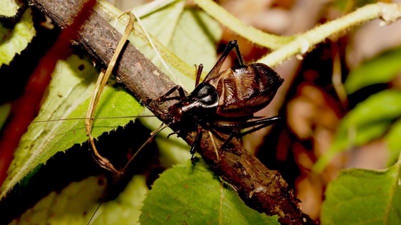 Source-feed image associated with A choir of katydid ancestors filled the Jurassic rainforest with song