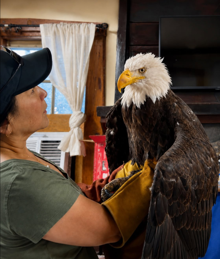 Image from linked report: Jackie the bald eagle died from ‘multiple severe’ symptoms, wildlife officials say