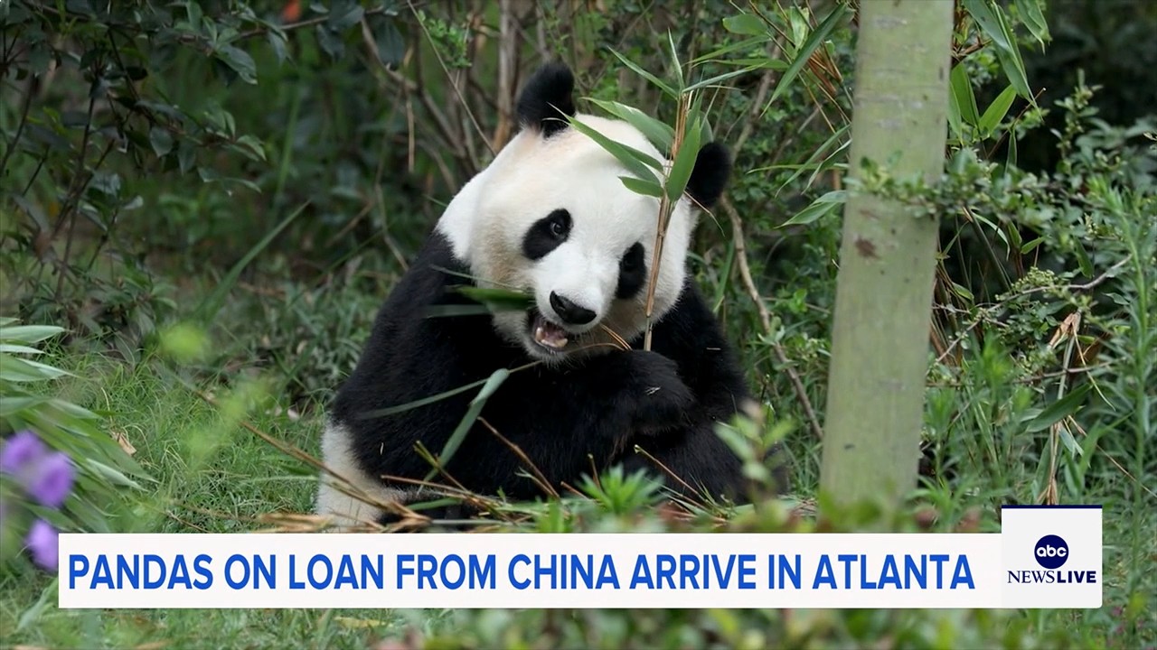 Image from linked report: Giant pandas Ping Ping and Fu Shuang arrive in Atlanta from China