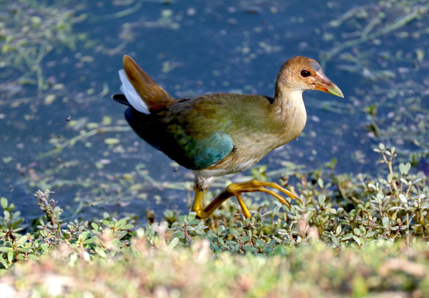 Source-feed image associated with Rare bird draws flocks of Southern California birders to this Irvine marsh to get a glimpse