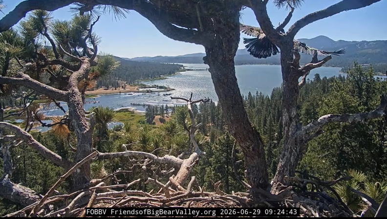 Source-feed image associated with After Sandy falls out of nest, both Big Bear eaglets take first flight
